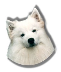 American Eskimo Dogs Organization Of Vancouver, forum, pictures, videos, about the breed, breeders, events, health, feeding, exercise, walks, training, links 
