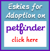 American Eskimo Dogs for adoption on Petfinder