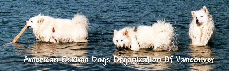 American Eskimo Dogs Organization Of Vancouver